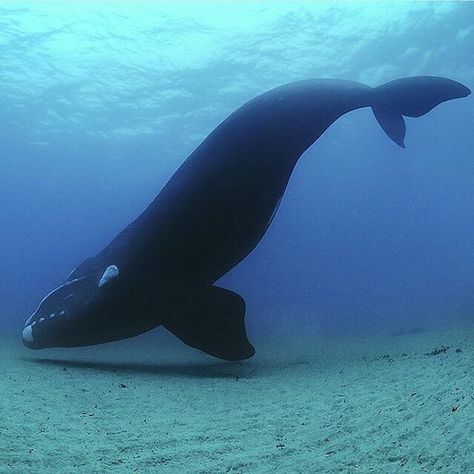 A graceful 70 ton Southern Right Whale in New Zealand's Auckland Islands | Photography by @BrianSkerry Southern Right Whale, Right Whale, Sea Mammal, Sea Floor, Underwater Life, Marine Mammals, Humpback Whale, Ocean Creatures, Marine Animals