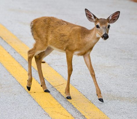 Florida Keys, Key Deer, Deer Crossing, Animal Images, The Florida Keys, Endangered Animals, Forest Photography, Flora And Fauna, Animal Pictures