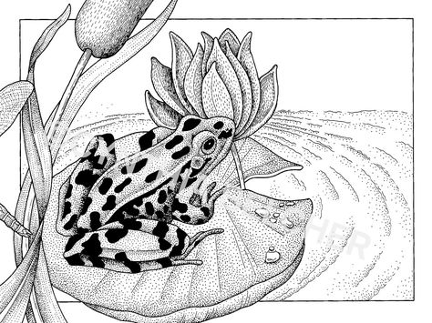 Lily Pad Drawing, Leopard Frog, Frog On Lily Pad, Lilies Drawing, Frog Tattoo, Frog Tattoos, Frog Pictures, Frog Art, Simple Acrylic Paintings