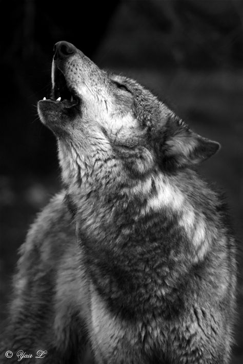 WOLF CRY Wolf Cry, Wolf Paw, Wolf Photography, Great Man, Wolf Photos, Wolf Spirit Animal, Howl At The Moon, Wolf Drawing, Wolf Pictures