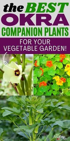 Do you love growing okra in your vegetable garden? Learn the best okra companion plants to get a better harvest with fewer pests and healthier plants! Includes okra companion plants for health, pests, and yield. Plus essential oils for okra! These garden tips can be used in raised garden beds, in containers, and can be grown from the seed. This is the best way to grow the most delicious harvest of okra! Okra Companion Planting, Growing Okra, Dream Balcony, How To Harvest Lettuce, Okra Plant, Bee Yard, Companion Planting Guide, Best Companion Plants, Vegetables To Plant