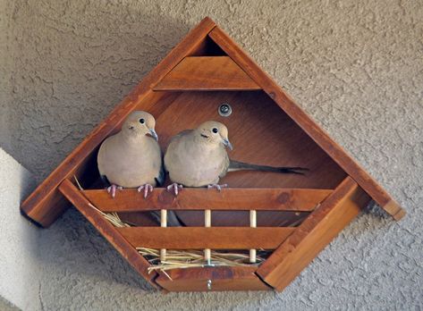 Nesting Boxes Diy, Dove Nest, Bird House Plans Free, Dove House, Homemade Bird Houses, Bird House Feeder, Bird House Plans, Unique Bird Houses, Bird House Kits