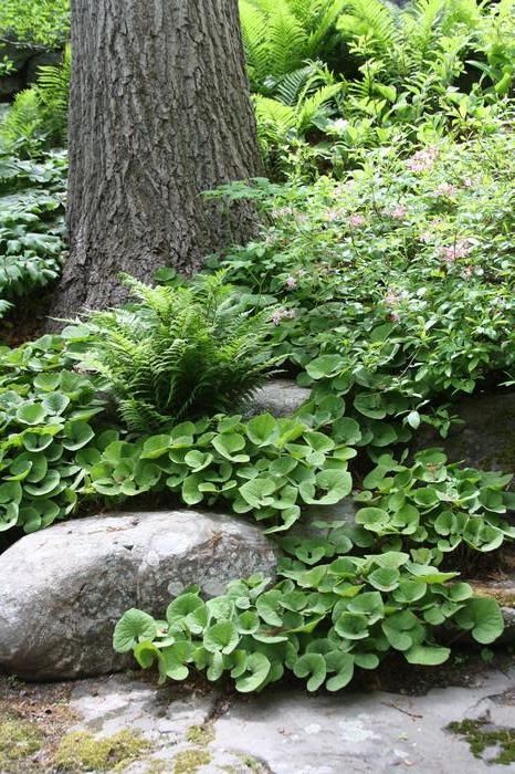 Nature, Wooded Backyard Landscape, Shade Garden Plants, Wild Ginger, Backyard Flowers, Front Landscaping, Garden Deco, Ground Cover Plants, Forest Garden