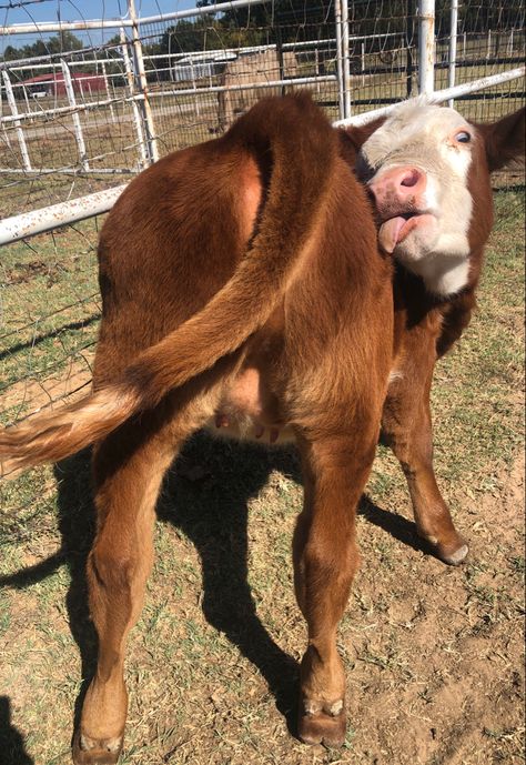 3 Month Old, Baby Cows, Cow, Quick Saves