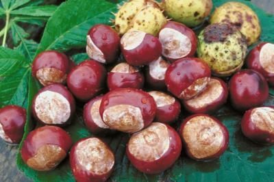 How to Preserve Buckeyes for Necklaces Essen, Chestnut Crafts, How To Make Buckeyes, Buckeye Crafts, Buckeye Tree, Buckeye Nut, Small Farming, Horse Chestnut Trees, American Chestnut