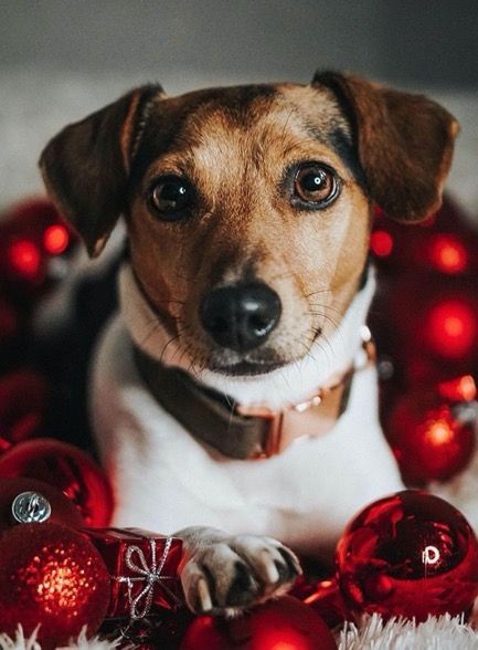 If there’s one thing that makes the holiday season even better, It’s adorable dogs! Holiday photos just don’t feel complete without our fur-friends dressed up and posing for the camera. Get ideas for your dog Christmas pictures with these 30+ pups who are ready for Christmas 2020 in these Christmas Photoshoots. They are so adorable in their Christmas dog outfits, bandanas, collars, and more #dogs #Christmas Christmas Dog Photography, Christmas Pet Photos, Holiday Pet Photos, Dog Christmas Photos, Dog Christmas Pictures, Animal Photoshoot, Dogs Christmas, Photos With Dog, Dog Christmas Card