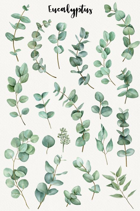 Watercolor eucalyptus clipart perfect for wedding invitations, floral arrangements, forest and woodland themed designs. #eucalyptus #watercolor #clipart #floral #wedding . #Eucalyptus_Clipart #Branches_Wedding #Beach_Clipart #Feuille_Eucalyptus Eucalyptus Clipart, Branches Wedding, Custom Wall Stickers, Wedding Branches, Feuille Eucalyptus, Wedding Greenery, Eucalyptus Branches, Watercolor Flower Art, Eucalyptus Leaves