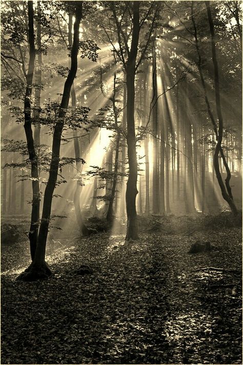 Sepia Forest Ormanlık Alan, Walk In The Woods, Tree Forest, Jolie Photo, Enchanted Forest, Beautiful Tree, Amazing Nature, Nature Photos, Mother Earth