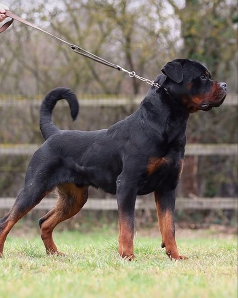 Rockwilder Dog, Gillette Logo, Aesthetic Rottweiler, Male Rottweiler, Roman Rottweiler, Big Rottweiler Dogs, Rottweiler Muscle, Rottweiler Pictures, Mean Rottweiler