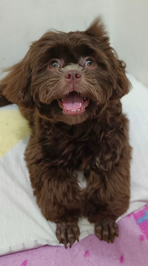 Hey everyone, Maddie just got a puppy cut with those cute poodle feet! 🐾✂️ #shihtzu #puppycut #dog #canine #groomed Poodle Groom, Cute Poodle, Puppy Cut, Poodle Grooming, Getting A Puppy, A Puppy, Shih Tzu, Puppies