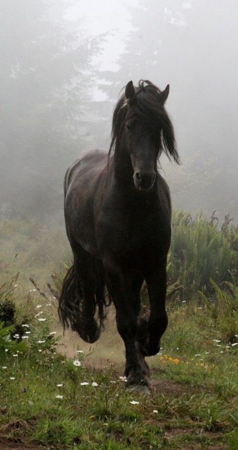 Horse Aesthetic, Black Horses, Most Beautiful Horses, Friesian Horse, Majestic Horse, All The Pretty Horses, Horse Crazy, Cute Horses, Equine Photography