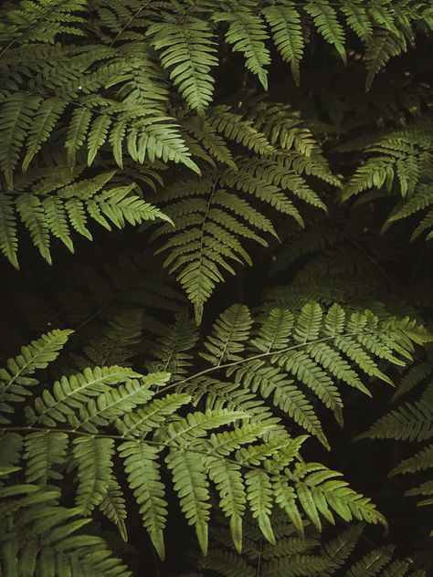 Fern Core Aesthetic, Fern Green Aesthetic, Plants Dark Aesthetic, Ferns Aesthetic, Dark Academia Plants, Fern Aesthetic, Naturalist Aesthetic, Forest Moodboard, Fern Background