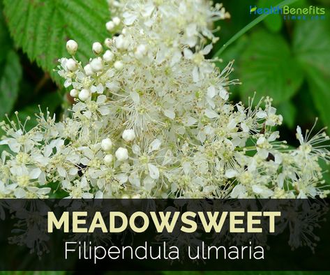 Meadowsweet Benefits, Filipendula Ulmaria, Meadow Sweet, Medical Herbs, Lower Inflammation, Essential Oils Herbs, Astringent, Bacterial Infection, Ornamental Plants