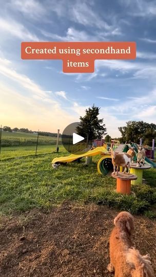 10K views · 2.3K reactions | Our goat playground will forever be one of my favorite things 💗  #hobbyfarm #farm #farmlife #farmanimals #eggsandbunnies #animals #goats #goatplayground | Carrie | eggsandbunnies · Original audio Pygmy Goat Playground Ideas, Goat Playground Ideas Diy, Goat Playground Ideas, Goat Playground, Goat House, Playground Ideas, 10k Views, Animal Farm, Hobby Farms