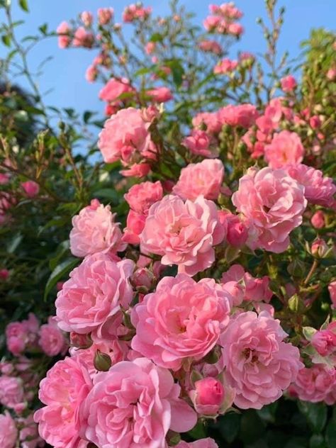 Iphone Wallpaper Landscape, Flowers Photography Wallpaper, Pink Carnations, Flower Therapy, Rosa Pink, Beautiful Flowers Pictures, Delphinium, Little Flowers, Flower Pictures