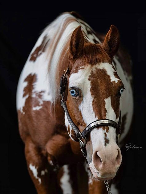 Horse Senior Pictures, Horse Markings, Rare Horses, Beautiful Horses Photography, American Paint Horse, Gorgeous Horses, Reining Horses, Paint Horses, Pony Breeds