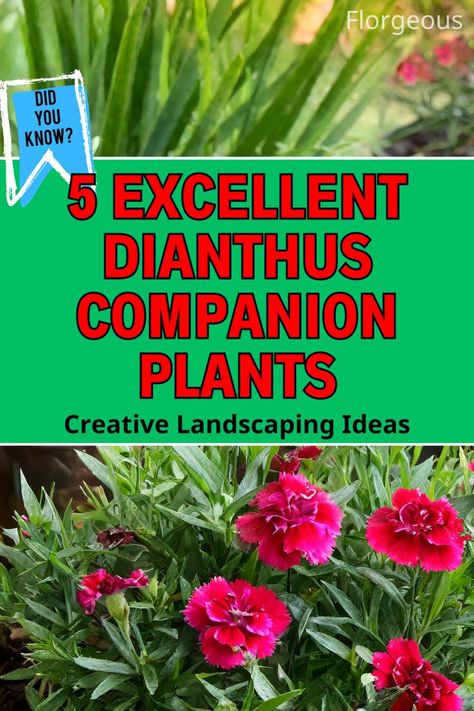 Dianthus Companion Plants Dry Garden Design, Creeping Jenny Plant, Companion Planting Guide, Large Garden Pots, Creative Landscaping, Dianthus Flowers, Planting Guide, Companion Plants, Dry Garden