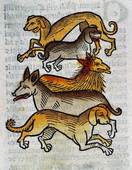 Five different types of dogs by Arnaldus de Villanova, 1491. The Wellcome Library, CC-BY Medieval Animals, Ancient Dogs, Medieval Illumination, Different Types Of Dogs, Medieval Drawings, Medieval Manuscripts, Medieval Artwork, Illustrated Manuscript, Late Middle Ages