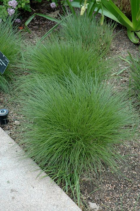 Little Bluestem, Low Water Gardening, Country Garden Decor, Perennial Grasses, French Country Garden, Magic Garden, Luxury Garden, Home Landscaping, Low Maintenance Plants