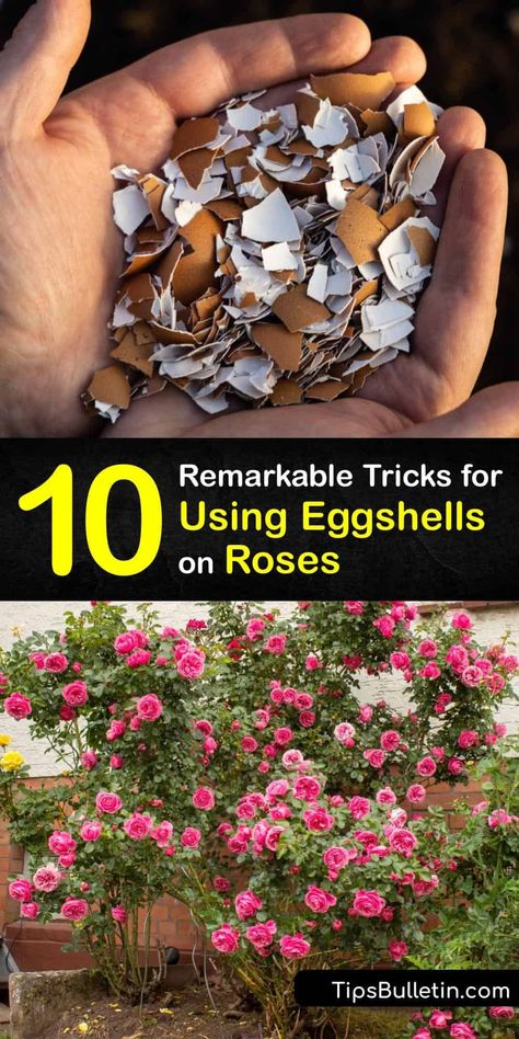 Learn how to use a leftover eggshell to feed your roses. A crushed eggshell contains calcium carbonate and other essential minerals, and combining it with wood ash, banana peels, and coffee grounds creates a natural fertilizer for your plant. #eggshell #fertilizer #roses Eggshell Fertilizer, Natural Plant Fertilizer, Diy Fertilizer, Rose Plant Care, Rose Fertilizer, Diy Home Garden, Home Garden Ideas, Rose Garden Design, Rose Cuttings