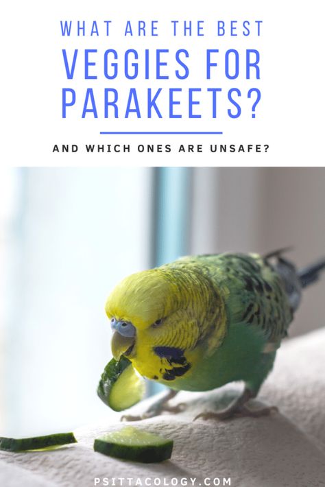 Parakeets like the popular budgie can definitely eat veggies and they're actually very good for them! But which vegetables are safe and which aren't? #parakeet #budgie #petbird #pets Budgie Food, Parakeet Care, Parakeet Food, Parrot Care, Parakeet Toys, Parakeet Cage, Budgies Bird, Budgie Parakeet, Fruit List