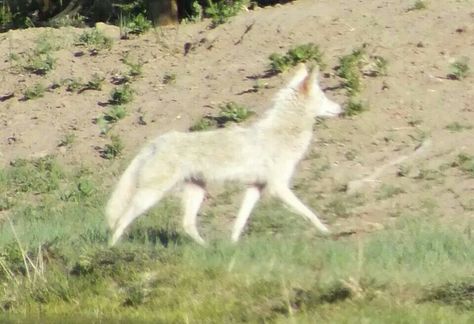 Coyote Aesthetic, White Coyote, Reno Nv, Pretty Animals, Wild Dogs, Silly Animals, Wolf Dog, Wolves, Family Tree