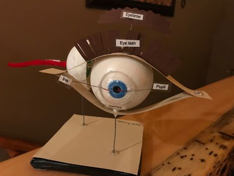 Eye Model Project How To Make, Human Eye Project, Model Of Eye School Project, Human Eye Model Project, Eye Model Project, Eyeball Anatomy, Bio Project, Eye Project, Human Body Projects