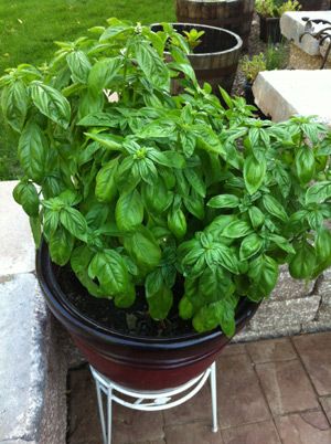 7 tips for growing mad giant basil plants | Offbeat Home |Pinned from PinTo for iPad| Farming Tips, Growing Basil, Basil Plant, Gardening 101, Have Inspiration, Veggie Garden, Growing Food, Edible Garden, Lawn And Garden