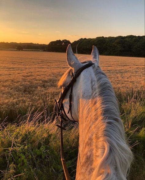 Kate Davies, Dream World, My Boy, Beautiful Sunset, Saddle, Love Him, On Instagram