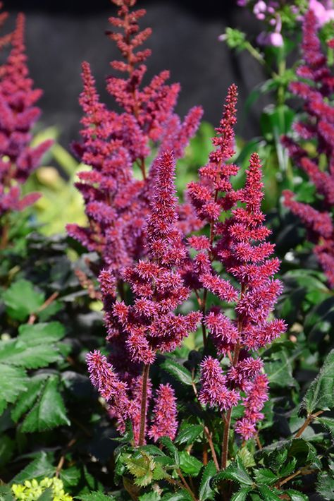 Chinese Astilbe, Red Astilbe, Astilbe Chinensis, False Spirea, Oconomowoc Wisconsin, Plan 2023, Perennial Flowers, Tree Garden, Crabapple Tree