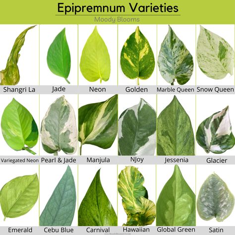 Several Pothos varieties exist and we are going to review each one. Pothos are one of the most popular houseplants. This is due to their low maintenance and beauty. Perfect for beginner plant parents. These hardy plants feature green leaves splashed and marbled in shades of yellow, cream, or white. Plant Leaf Identification, Leaf Identification, Epipremnum Pinnatum, Household Plants, Plant Care Houseplant, Pothos Plant, Variegated Plants, Plant Decor Indoor, Plant Identification