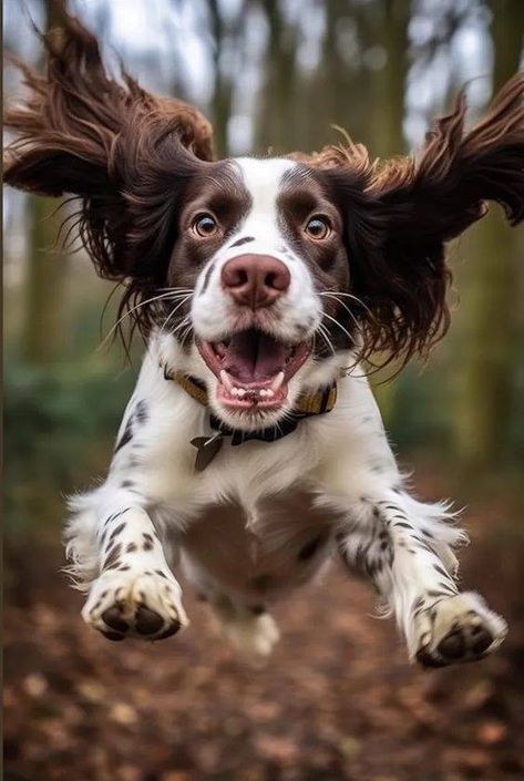 English Springer Spaniel World | Best Photo🥰 | Facebook Working Springer Spaniel, Springer Dog, Cat Samurai, English Springer Spaniel Puppy, Luck Dragon, Springer Spaniel Puppies, Boykin Spaniel, Cute Puppy Wallpaper, Puppy Photography