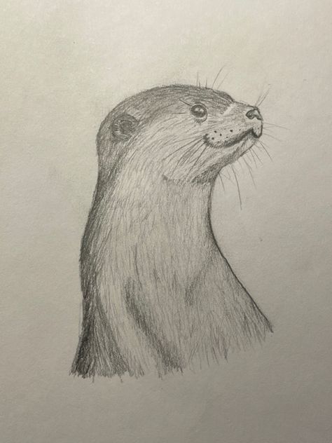 Otter Drawing Tutorial, Cute Otter Drawing Easy, How To Draw An Otter, Otter Sketch, Cute Baby Animals Drawings, Cute Otters Drawing, Otter Drawing, Animal Drawings Sketches, Baby Animal Drawings