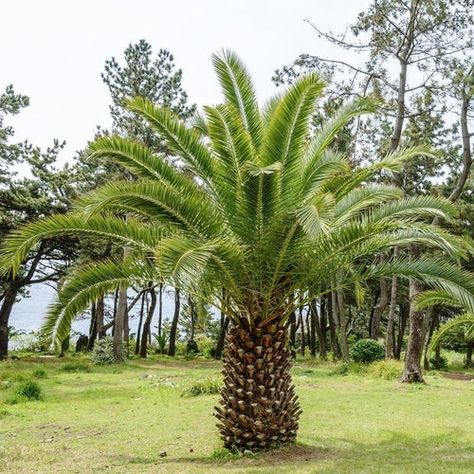 Terebinth Tree, Canary Island Date Palm, Date Palm, Balcony Flowers, Bottle Tree, Tree Seeds, Deciduous Trees, Tropical Landscaping, Growing Tree