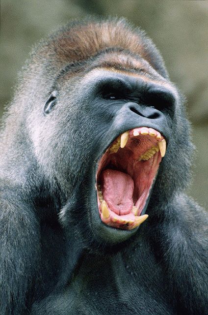 Male gorillas use threat gestures to establish territory and status. Gorilla Tattoo, Silverback Gorilla, Vegan Memes, Mountain Gorilla, Great Ape, Primates, Animal Rights, Animal Photo, Animals Beautiful