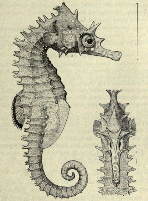 1000+ images about Seahorse on Pinterest | Seahorses, Horses and ... Scientific Drawing, Science Illustration, Sea Horse, Seahorses, Scientific Illustration, Sgraffito, Nature Illustration, Fish Art, Sealife