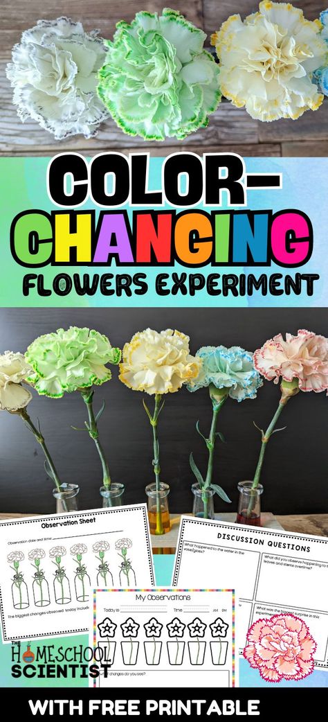 This color changing flowers experiment is a favorite and ideal for a preschool science activity and a lesson on capillary action in plants for elementary, middle, and high school students. Includes a printable with two levels of observation sheets. Flower Changing Color Science Project, Color Changing Flowers Science Project, Color Experiments For Kids, Color Changing Flowers, Flower Experiment, Kindergarten Science Experiments, Flower Science, Science Fair Board, Capillary Action