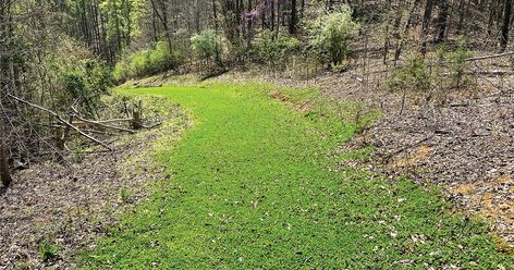 6 Tips for Designing Small Deer Hunting Food Plots Deer Stands, Food Plots For Deer Ideas, Deer Food Plots Ideas, Hunting Food, Deer Habitat, Deer Attractant, Food Plots For Deer, Deer Food, Hunting Property