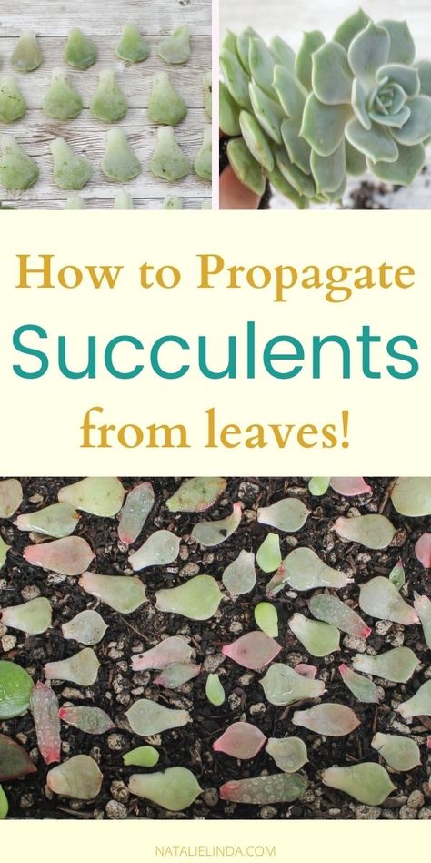 Natalie Lind, How To Propagate Succulents, Propagate Succulents From Leaves, Propagate Succulents, How To Water Succulents, Baby Succulents, Succulent Collection, Container Garden Design, Propagating Succulents