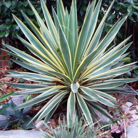 Yukka Plant, Yucca Plant Care, Yucca Gloriosa, Yucca Filamentosa, Creative Landscaping, Desert Gardens, Weatherford Texas, Architectural Plants, Coastal Garden