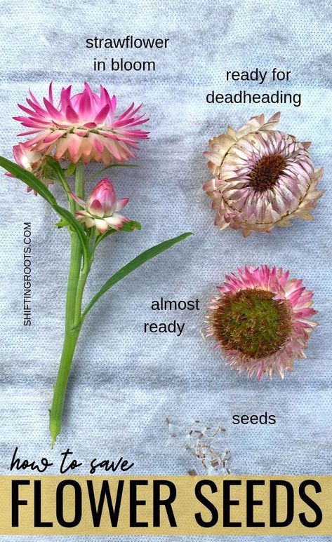 Dividing Plants, Plant Starters, Harvesting Seeds, Homestead Diy, Saving Seeds, Backyard Flowers Garden, Straw Flowers, Seed Storage, Flowers Growing