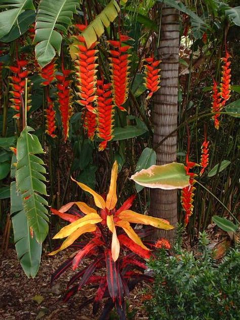 The amazing flowers and bracts of Heliconia rostrata behind a Croton cultivar in a lush Hawaiian garden. Hawaiian Gardens, Bali Garden, Balinese Garden, Tropical Garden Design, Bali Hai, Tropical Backyard, Container Gardening Flowers, Unusual Plants, Shangri La