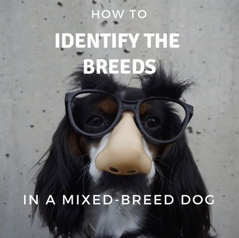 Your mixed-breed dog turns heads, but when asked, "What is s/he?," you've got nothing. Beyond the world of purebreds and crossbreeds, here's how to determine your dog's ancestral DNA or genetic makeup. Jack Chi, Shorkie Puppies, Dna Jewelry, Dog Dna Test, Tallest Dog, Designer Dogs, Dog Mixes, Funny Animal Photos, Mixed Breed Dogs