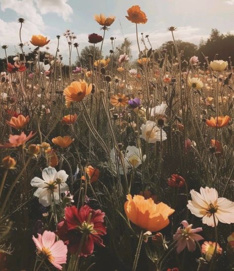 Gail Aesthetic, Macie Aesthetic, Cuddle Tattoo, Lysandra Aesthetic, Triassic Cuddle, Wild Flower Aesthetic, Wildflowers Aesthetic, Flower Widget, Wildflower Patch