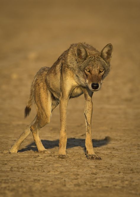 Indian Grey Wolf #Endangered #wolf #lrk #india #wildlife #animals #SambathSubbaiah Endangered Animals Infographic, India Wildlife, Indian Wildlife, Indian Wolf, Gray Wolves, Animal Infographic, Kutch Gujarat, Rann Of Kutch, Wolf Quotes