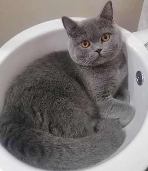 British Blue Cat, Lover Cats, British Shorthair Kittens, Animals Lover, Pet Videos, Dream's Cat, Grey Kitten, Shorthair Cat, Luxury Cat