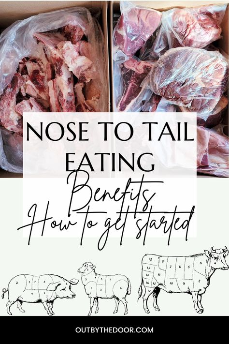 Eating nose to tail is the best way to stay healthy, save money, reduce waste, and be more conscious about the environment! Learn all the health (and not only) benefits of eating nose to tail and how you can get started without getting overwhelmed. Nose To Tail Eating, Nose To Tail Recipes, Butchering Station, Meat Preservation, Meat Butcher, Wild Food Foraging, Nourishing Traditions, Survival Skills Life Hacks, Wild Game Recipes