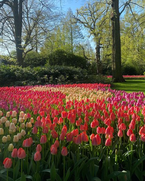 Nature, Tulips In Holland, Tulip Fields Amsterdam, Tulip Fields Netherlands Aesthetic, Tulip Fields Aesthetic, Tulip Amsterdam, Tulip Meadow, Amsterdam Tulip Fields, Holland Tulip Fields