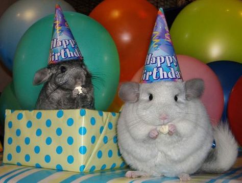 Chinchilla Birthday Party. The one on the left is saying, "Oh hey, sup dude? Crazy party huh?" Happy Birthday Animals, Animal Captions, A Hamster, 밈 유머, Chinchillas, Cute Animal Pictures, Hamsters, Animal Birthday, Funny Animal Pictures