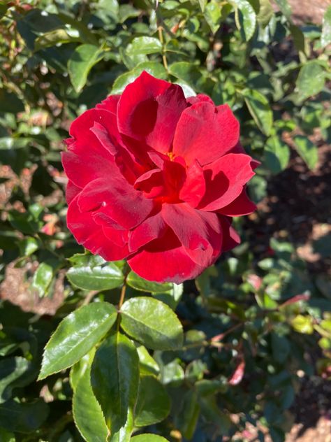 Peninsula Park Rose Garden Portland, OR Floribunda Rose, Park Rosé, Rose Garden, Hot Cocoa, Portland, Cocoa, Plants, Flowers